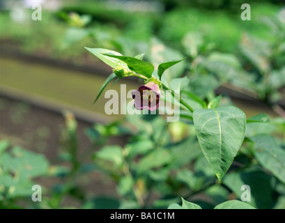 La mortale Nightshade con fiori e frutta Foto Stock