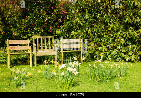 Diverse varietà di narcisi Narciso nel giardino segreto a Stourton House Stourton vicino Warminster Wiltshire, Inghilterra REGNO UNITO Foto Stock