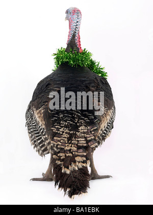 Una Turchia con tinsel intorno al suo collo Foto Stock