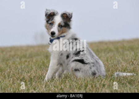 Sheepdog Shetland o cucciolo Sheltie seduta verso l'alto. Foto Stock