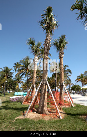 USAFlorida South Beach palma cavolfiore Sabal Palmetto nome famiglia Floruda Arecacea Membro di reimpianto di alberi Foto Stock