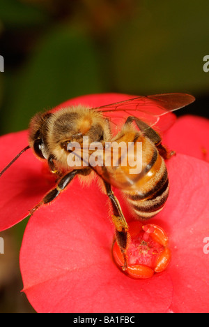 Honeybee rovistando sulla corona di spine fiore Foto Stock