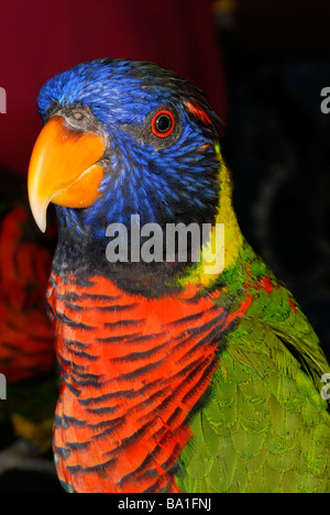 Rainbow Lorikeet, Trichoglossus haematodus, una specie di pappagallo trovato in Australia Foto Stock