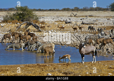 Gemsbok, pianure zebre, maggiore kudu, nero-di fronte impala e springbok a waterhole, Okaukuejo, il Parco Nazionale di Etosha, Namibia Foto Stock