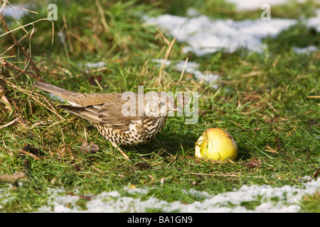 Mistle Thrush Turdus viscivorous adulto sul terreno aon di alimentazione caduta di una mela con la neve Foto Stock