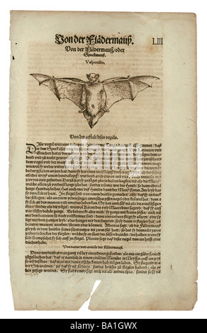 Zoologia / Animali, libri di testo, 'Historia animalium', di Conrad Gessner, Zurigo, Svizzera, 1551 - 1558, pipistrello vespertilionide (Vespertilio), legno tagliato, Foto Stock