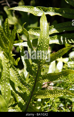 Close-up di una felce frond mostrando le spore sul lato inferiore Foto Stock