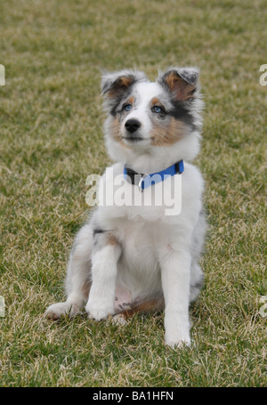 Sheepdog Shetland o cucciolo Sheltie seduta verso l'alto. Foto Stock