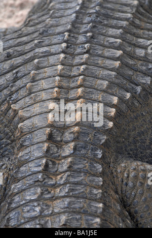 Un vicino la foto della pelle di un coccodrillo americano (Alligator mississippiensis). Foto Stock