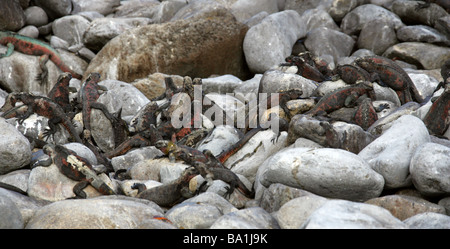 Iguane Marine aka natale, Iguana Amblyrhynchus cristatus, Iguanidae, Espanola (il cofano) isola, isole Galapagos, Ecuador Foto Stock