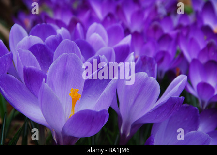 Crocus delicati fiori in primavera Foto Stock