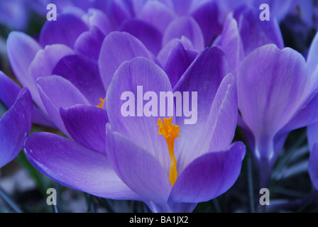 Crocus delicati fiori in primavera Foto Stock