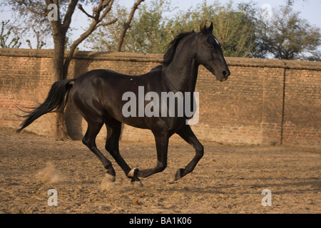 India Rajasthan cavallo galoppo libertà bella Foto Stock
