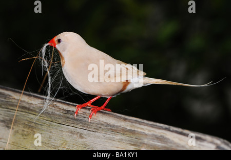 Fawn shafttail finch, nero-cuore Finch, a cuore nero, Poephila acuticauda Foto Stock
