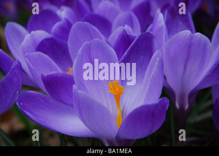 Crocus delicati fiori in primavera Foto Stock