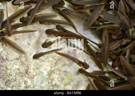 Appena schiuse girini di rana comune, rana temporaria, mostrando le branchie. Regno Unito Foto Stock