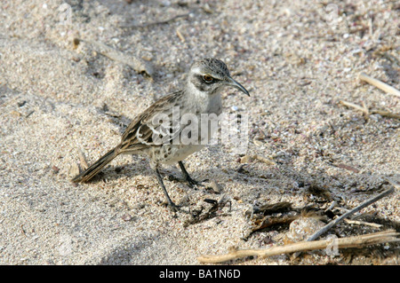 Cappa o Espanola Mockingbird, Nesomimus macdonaldi, Mimidae, all'Isola Espanola, Isole Galapagos, Ecuador, Sud America Foto Stock