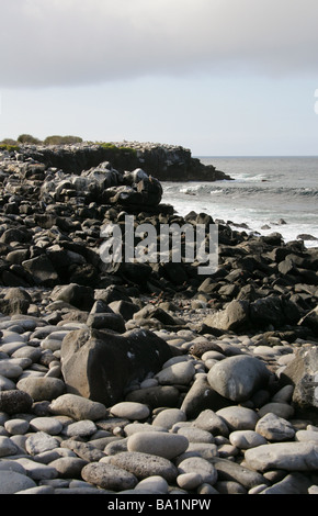 All'Isola Espanola aka cappa Isola Arcipelago delle Galapagos, Ecuador, Sud America Foto Stock