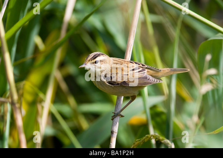 Sedge Trillo Acrocephalus schoenobaenus Foto Stock