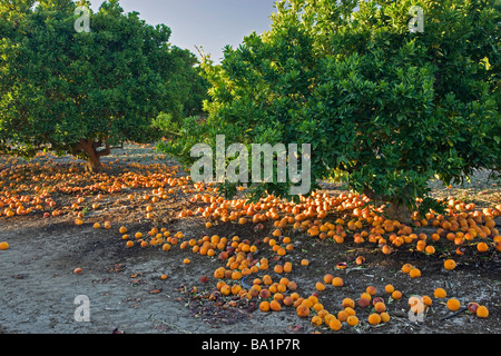 Caduto decadendo " sangue delle arance " sotto gli alberi. Foto Stock