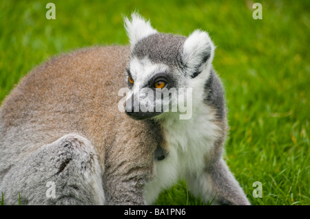 Anello madagascan Tailed Lemur ' Lemur catta ' lemuri Foto Stock
