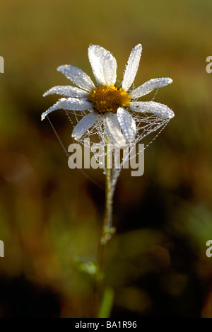 Oxeye Daisy Fiore (crisantemo leucanthemum) coperta con inizio Rugiada di mattina e una Spider Web Foto Stock