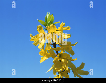 Coltivazione fioriture dei fiori contro il cielo blu Foto Stock