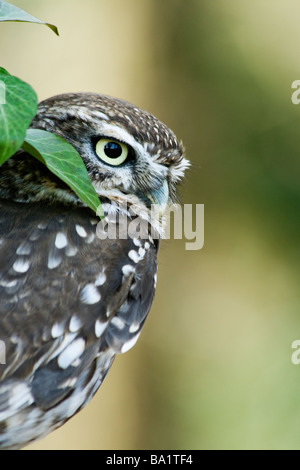 Civetta - Athene noctua Foto Stock