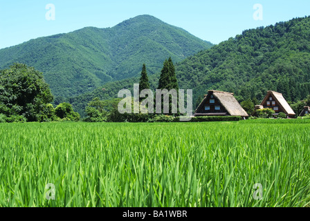 Coltivazione di riso risaia e stile Giapponese Casa in background Foto Stock