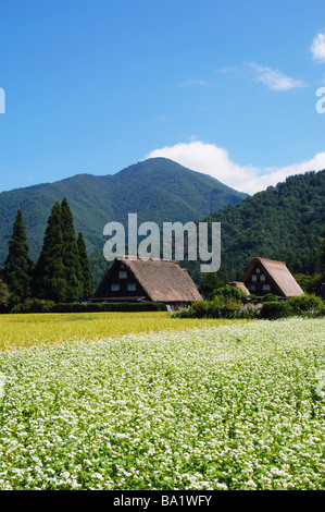 Crescente Campo di grano saraceno e stile Giapponese Casa in background Foto Stock