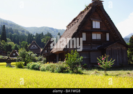 Riso crescente campo e stile Giapponese House Foto Stock