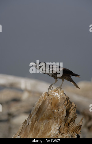 Jungle crow (Corvus macrorhynchos ) chiamando per attirare l'attenzione Pench riserva della tigre, India. Foto Stock