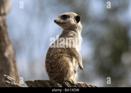 Un esile Meerkat codato in piedi e di sbirciare da dietro le spalle. Foto Stock