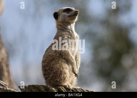 Un esile Meerkat codato in piedi. Foto Stock