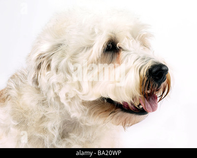 Un ritratto di un Glen of imaal terrier Foto Stock