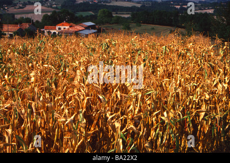 Un campo di mais pronti per essere raccolti nella regione della Dordogne della Francia Foto Stock