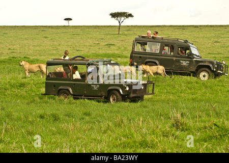 I Lions a piedi tra i veicoli di safari, il Masai Mara, Kenya Foto Stock