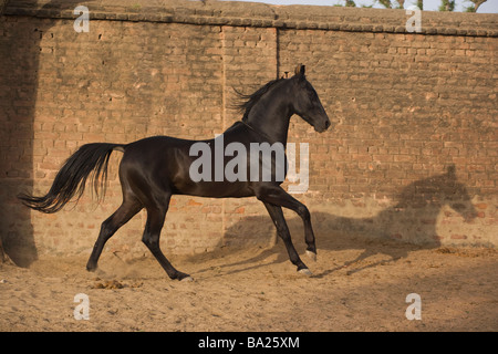 India Rajasthan cavallo galoppo libertà bella Foto Stock