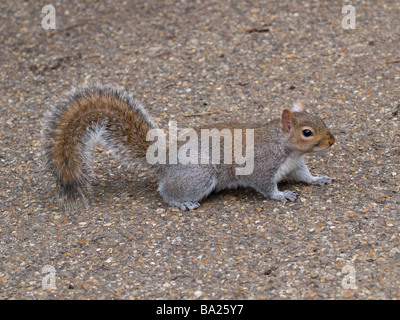 North American scoiattolo grigio Hyde Park Londra REGNO UNITO Foto Stock