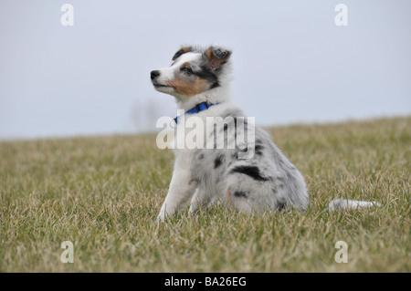 Sheepdog Shetland o cucciolo Sheltie seduta verso l'alto. Foto Stock