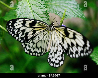 Albero Bianco ninfa Idea leuconoe o aquilone di carta o carta di riso farfalle tropicali closeup di alimentazione Foto Stock