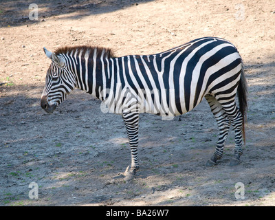 Zebra vista laterale Beekse Bergen zoo Hilvarenbeek Paesi Bassi Foto Stock