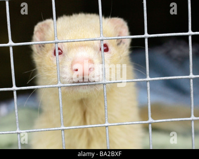 Un albino con gli occhi rossi ferret in una gabbia Foto Stock