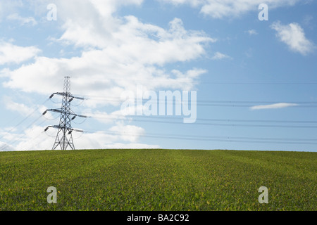 Tralicci di energia elettrica in un Paddock Foto Stock