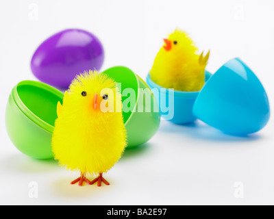 Pasqua pulcini fuori da cova delle uova Foto Stock