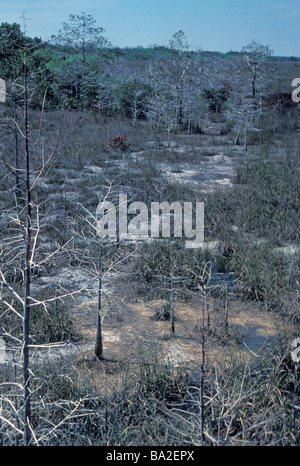 Nana bosco di cipressi in Everglades Foto Stock
