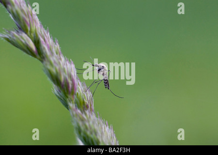 Close-up di zanzara seduto sull'erba Foto Stock