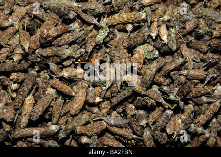 Con Autocorrezione comune (prunella vulgaris), frutta secca sorge su un mercato di Hong Kong Foto Stock