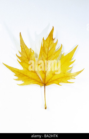 London piano (platanus acerifolia x, Platanus x hispanica), le foglie in autunno colori, studio immagine Foto Stock