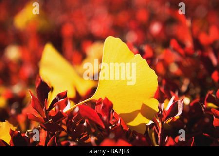 Gingko con caduta foglie Foto Stock